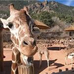 Cheyenne Mountain Zoo