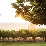 Chateau Ste. Michelle Winery