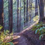 Reinhardt Redwood Regional Park
