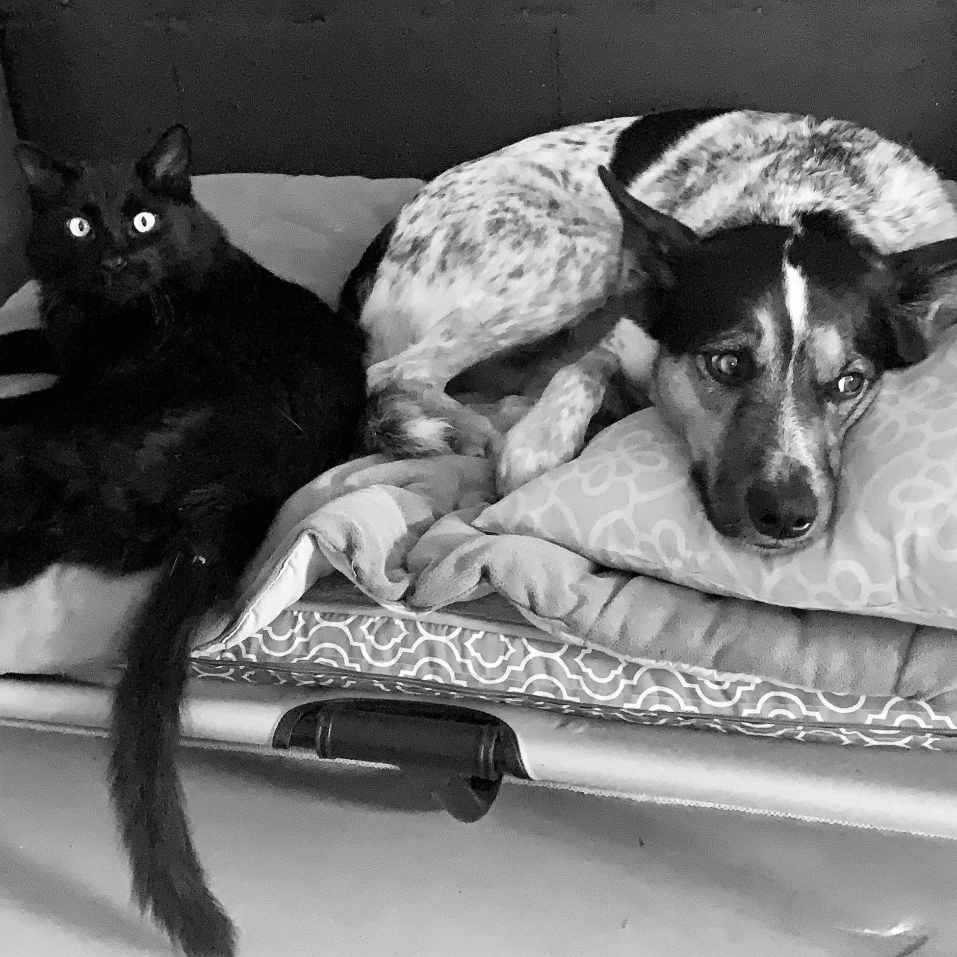 Shylo and Cauchy
