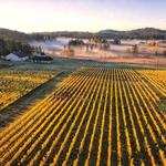 San Juan Vineyard