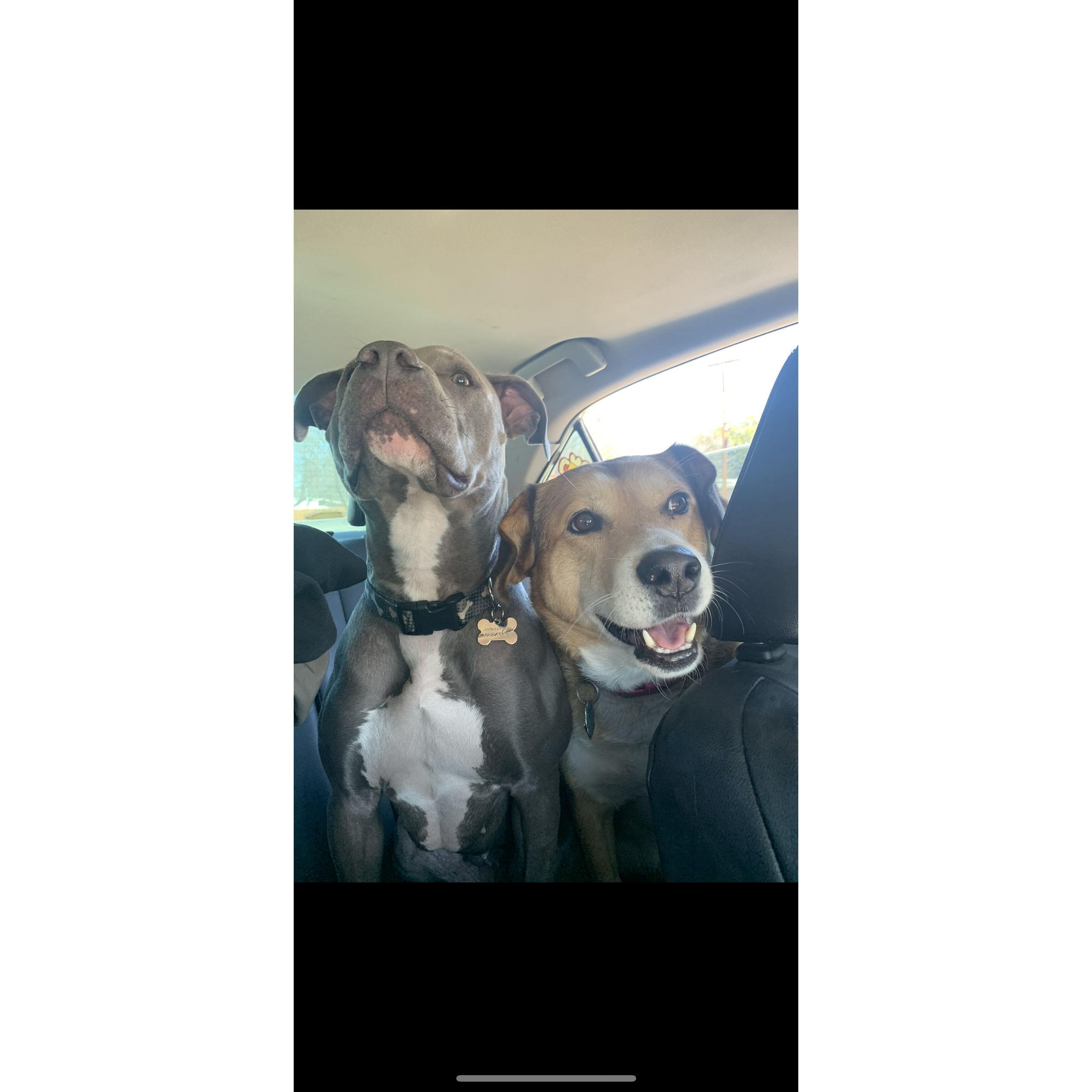 Our Dogs :) Blair and Riley