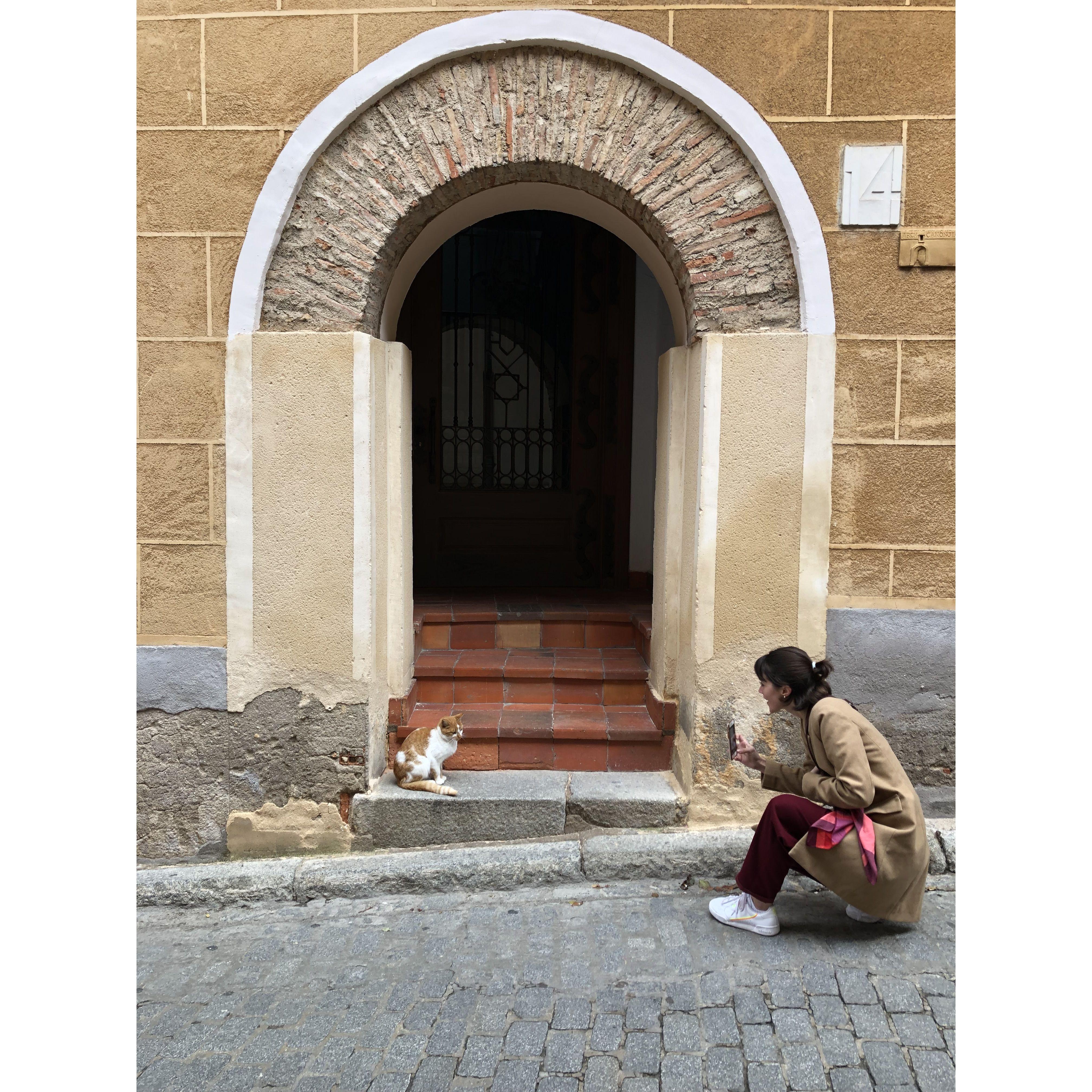 Stefan turned Bryce into a real cat lady