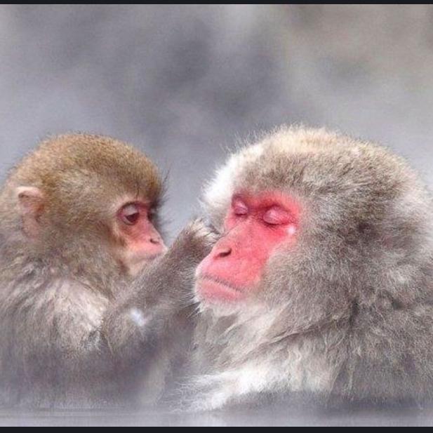 Japan - Tour to See Snow Monkeys
