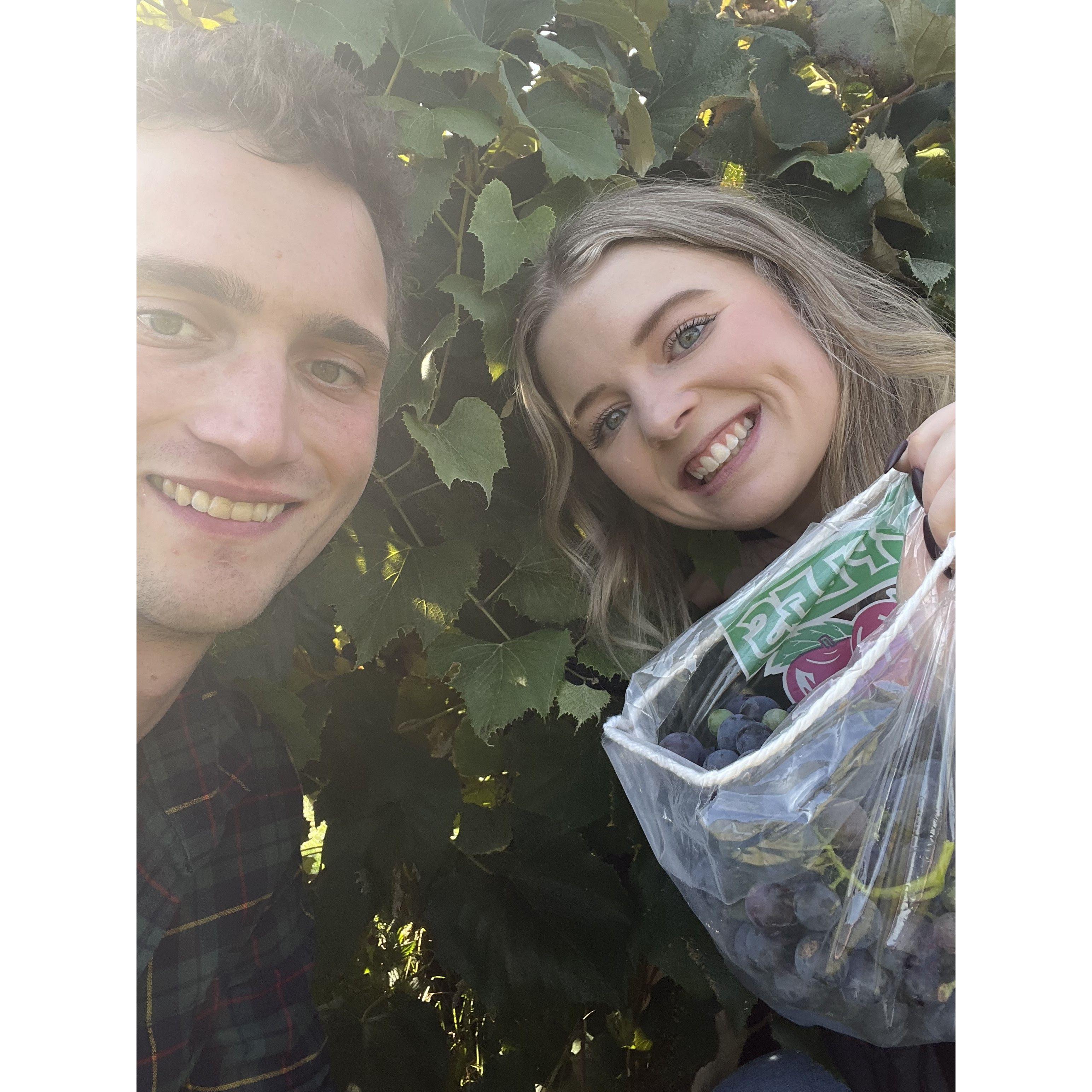 Annual grape harvest for my homemade grape pies!