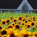 Pindar Vineyards