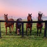 Claiborne Farm