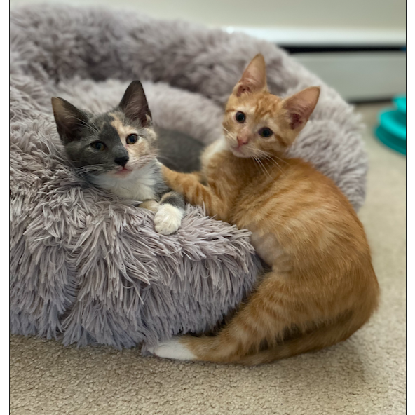 Poppy and Lilly