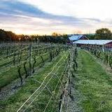 Vynecrest Winery