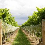 Newport Vineyards