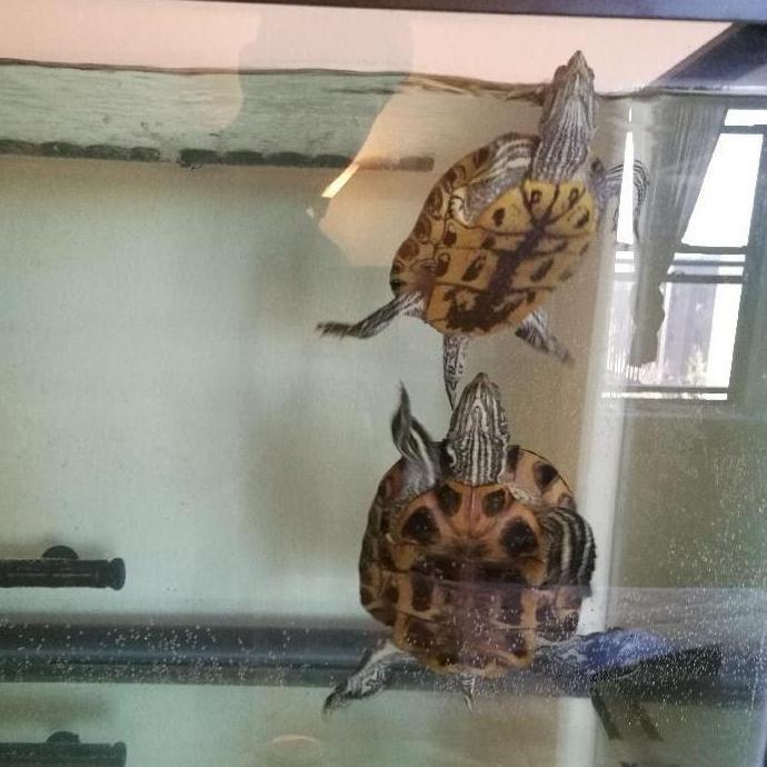 Our turtles, Spaz and Houdini, both of whom have also relocated to California with us in 2019