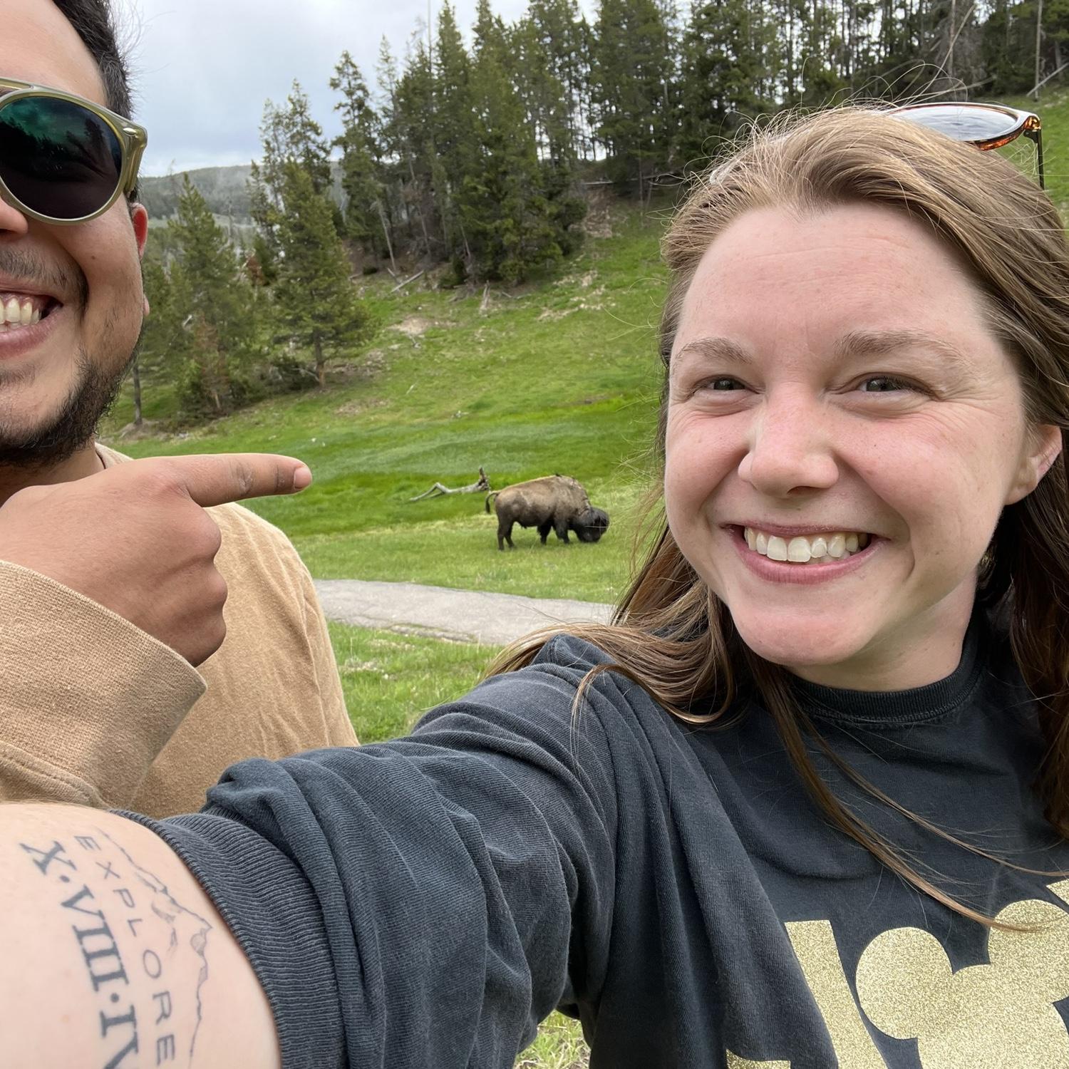 Finding bison in Yellowstone National Park