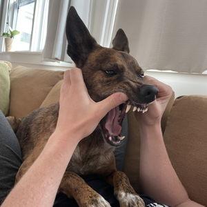 teeth cleaning for Red