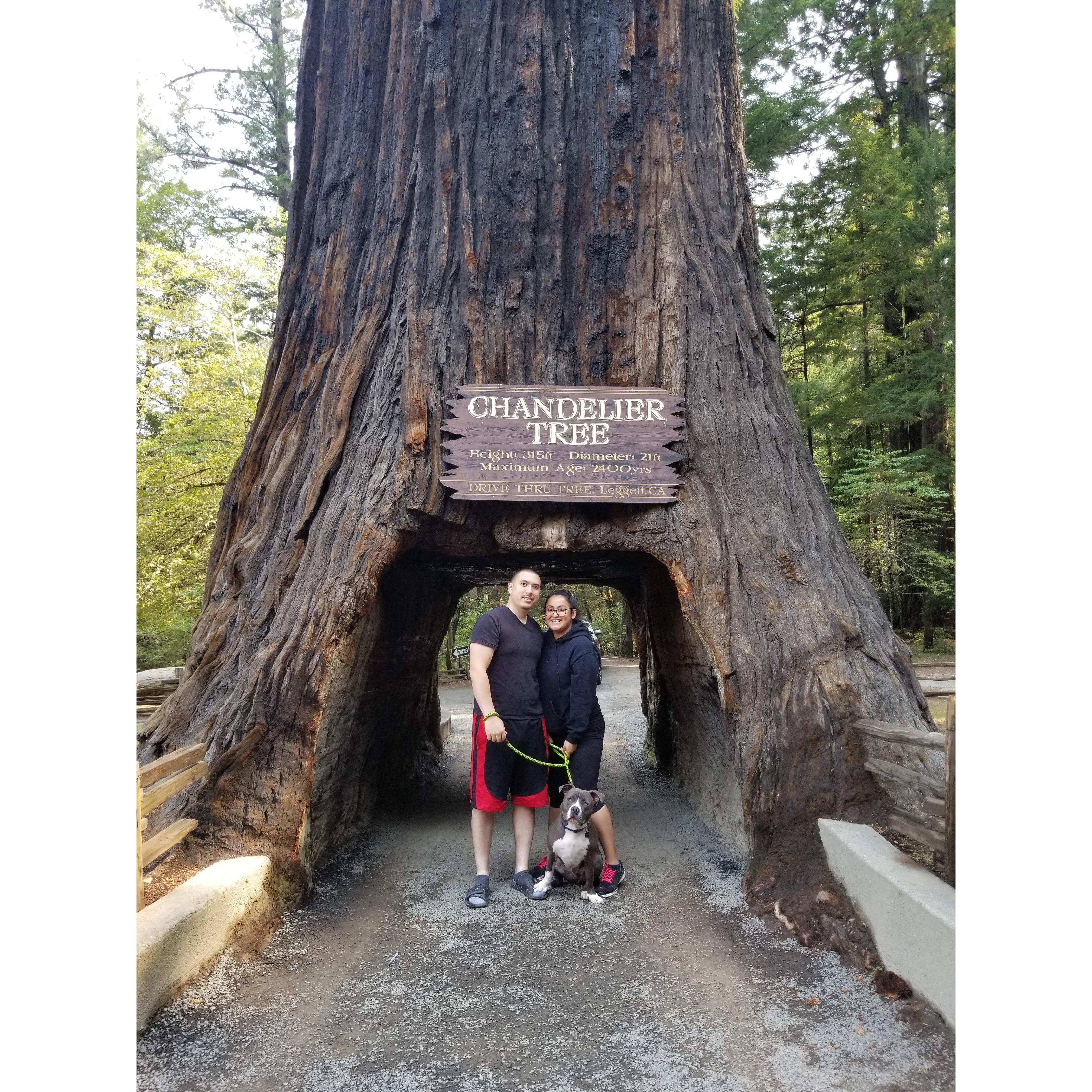 Got lost looking for gas but found this cool tree