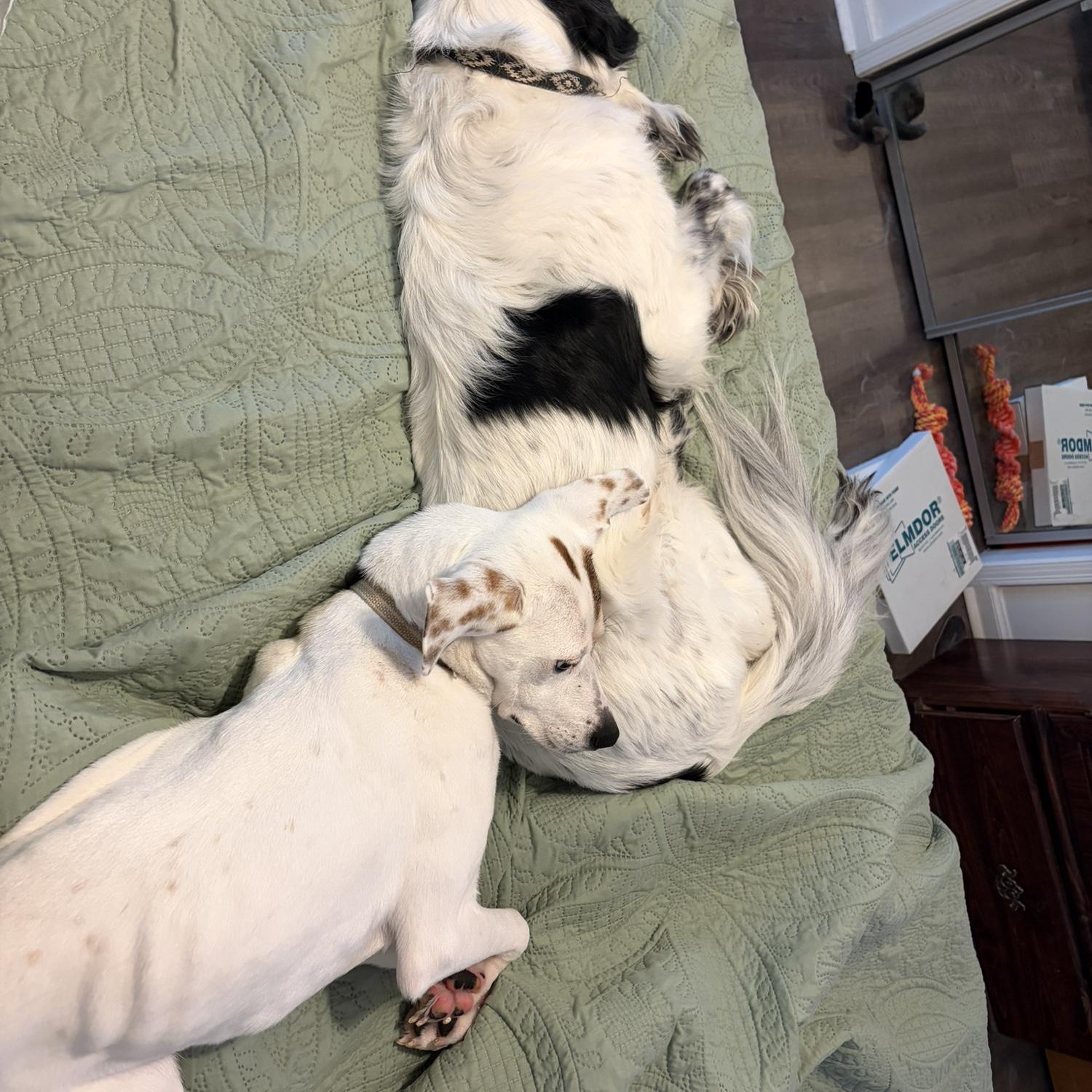 Cib and Dixie