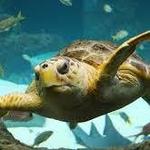 The Florida Aquarium