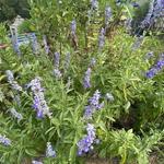 Red Oak Lavender Farm & Shop