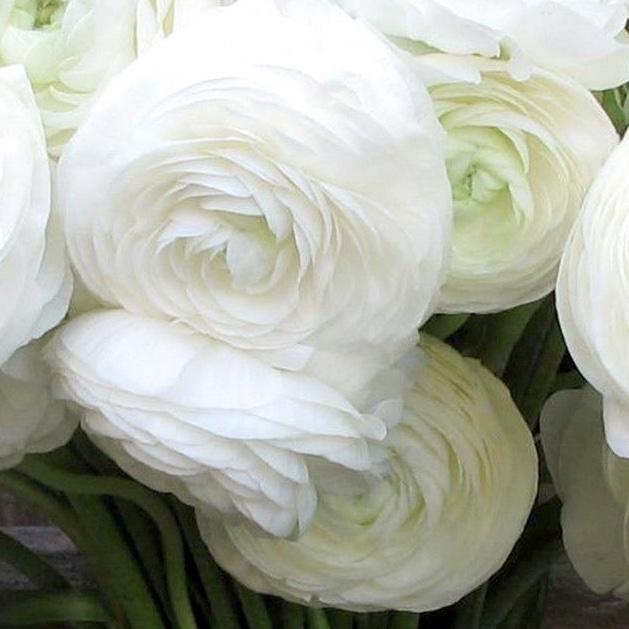 Bouquet Preservation