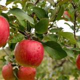 Battleview Orchards