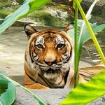 Ellen Trout Zoo