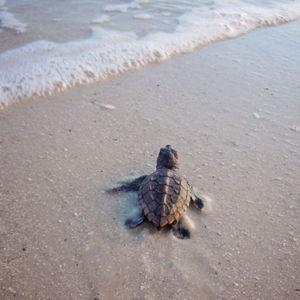 Turtles in Akumal