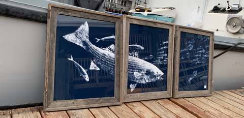 Fished Impressions - Framed Striper Chasing Squid & Macs Triptych