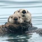 Monterey Bay Aquarium