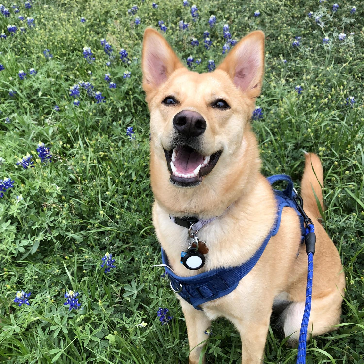 Spring time in Austin! The bluebonnets were blooming and Penny had a blast frolicking through them!