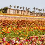 Flower Fields