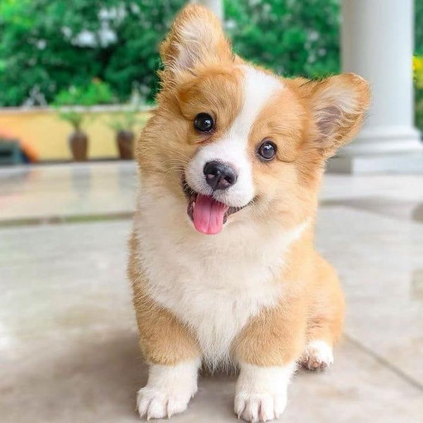 Our Corgi Fund
