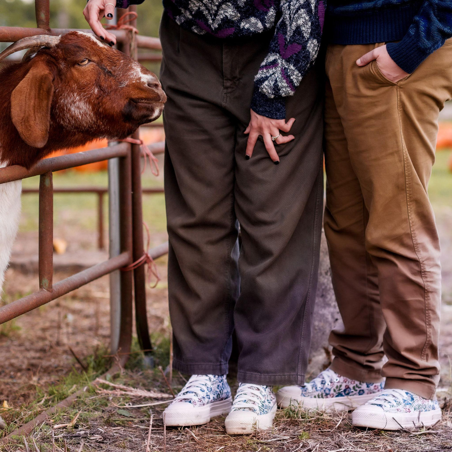 Hands and Goat