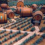 Visit Tequila’s hometown!  🥃  ¡Visita la ciudad de Tequila!