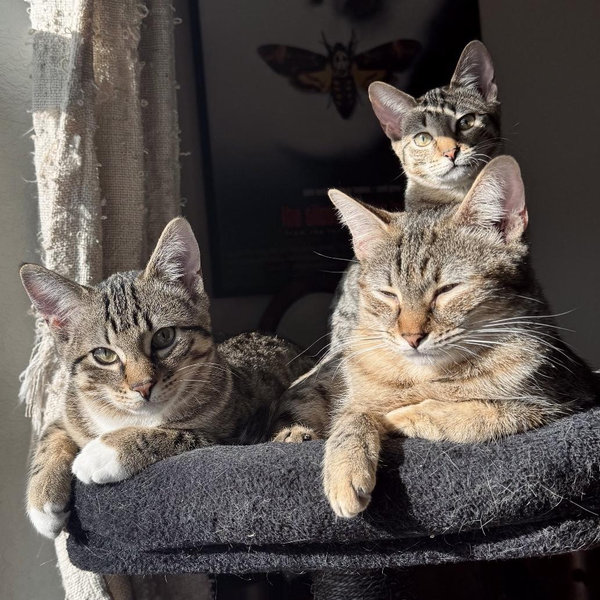 Kitty Care!