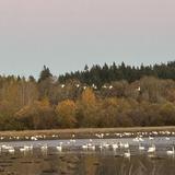 Ridgefield National Wildlife Refuge