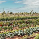 The Village Farm @Harvest Green