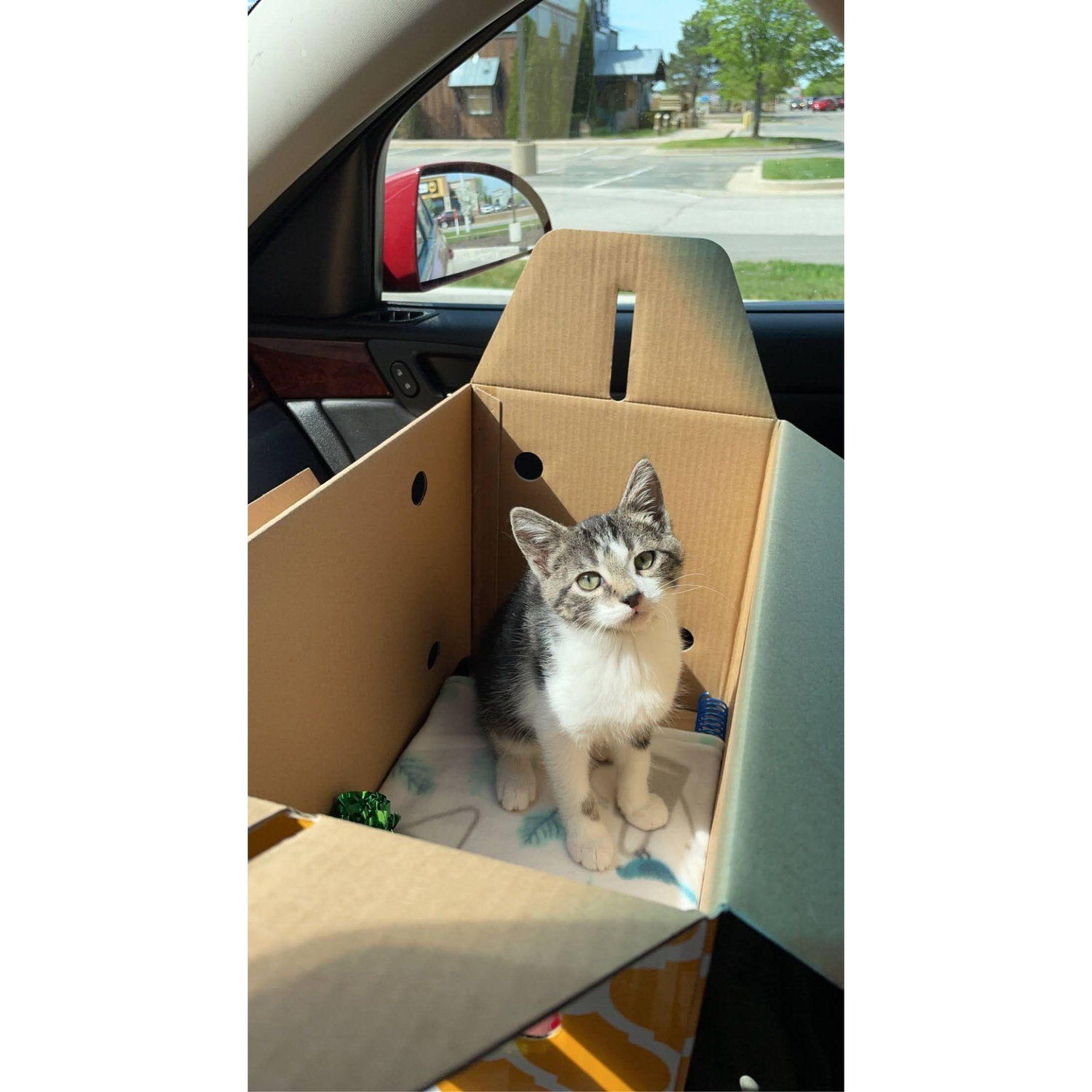 Our first fur baby - Loki