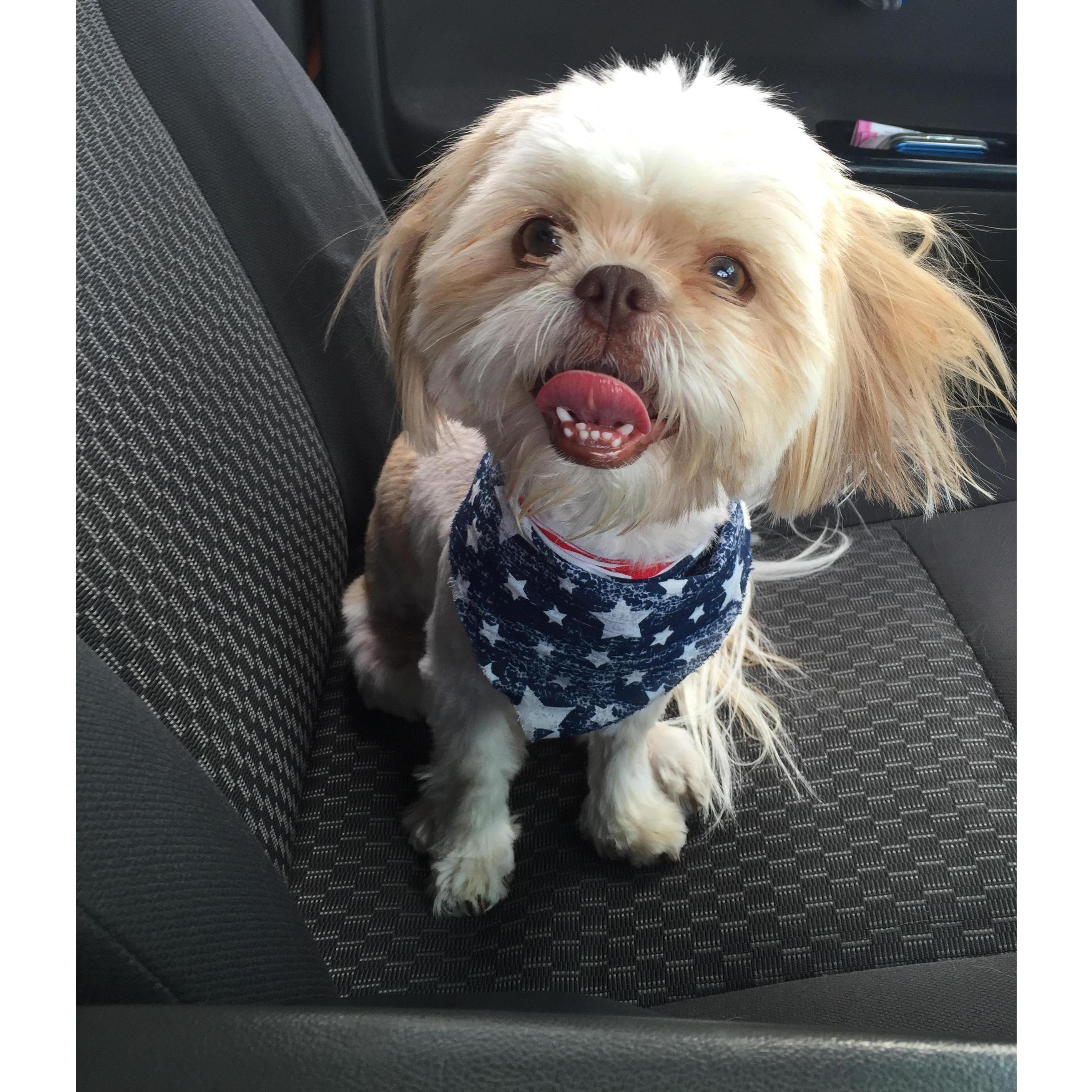 Mr. Bentley- our fur baby