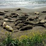 Elephant Seal Viewing Point
