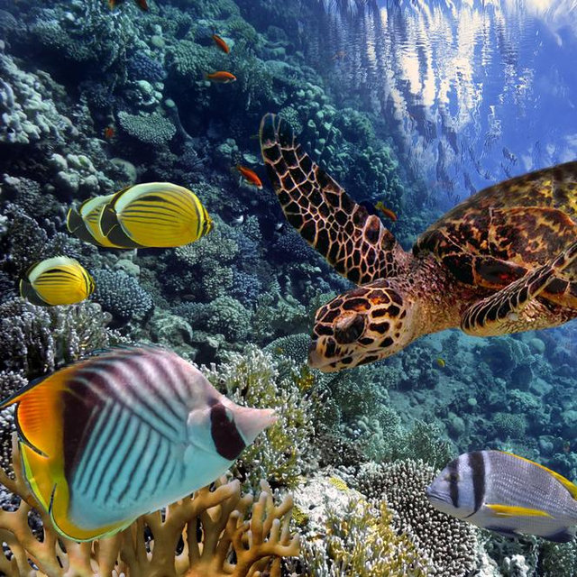 Snorkeling & Boat Day For Two in Hawaii