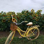 Thomas Family Farm Sunflower Festival