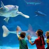 Newport Aquarium