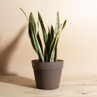 Sansevieria Laurentii Snake Plant