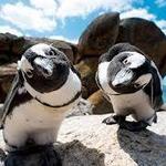 Boulders Penguin Colony