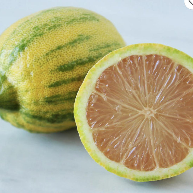 Pink Variegated Eureka Lemon Tree