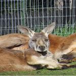 Fall City Wallaby Ranch
