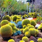 Desert Botanical Garden