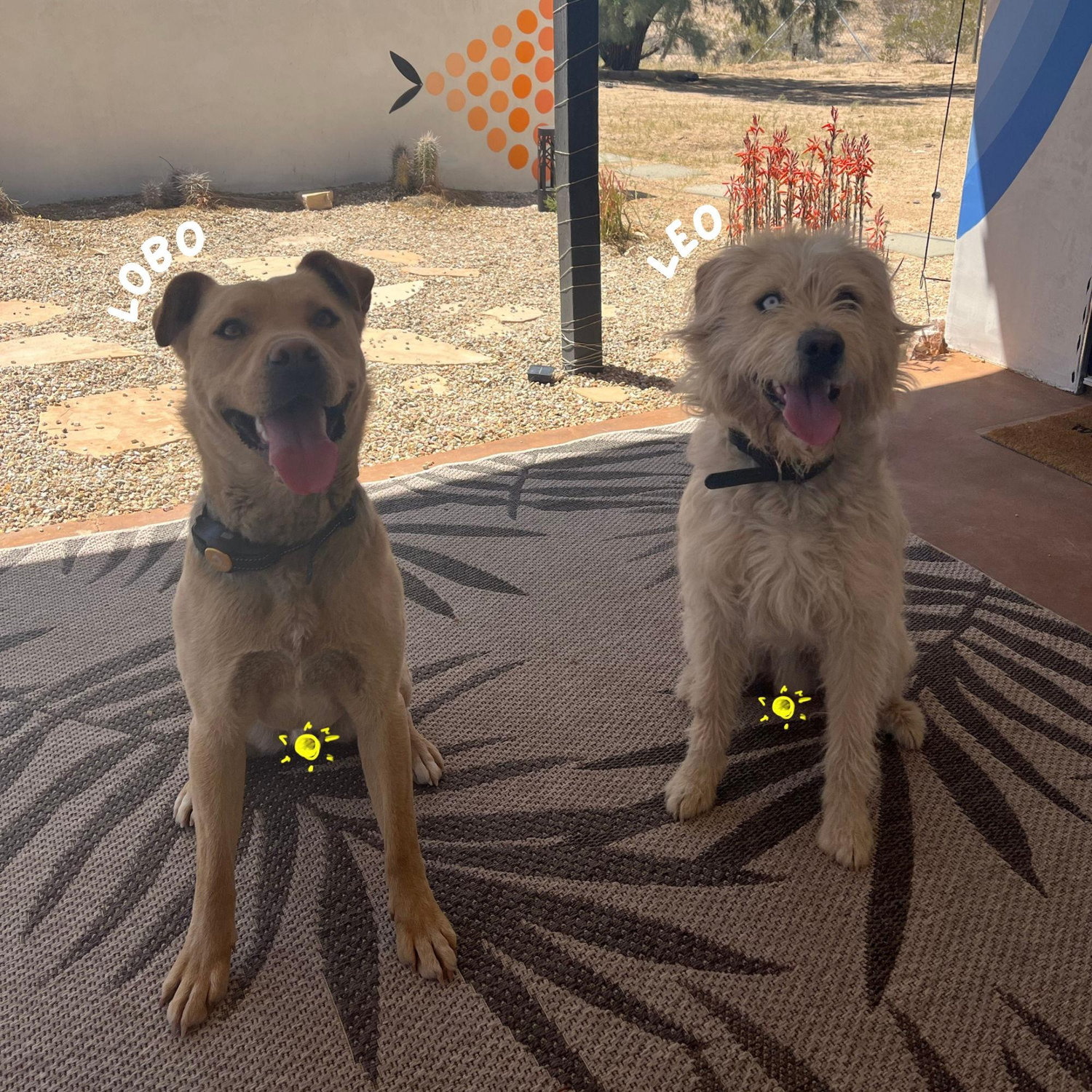 We adopted Lobo and Leo during COVID, two brothers who couldn’t be more different. | Adoptamos a Lobo y Leo durante la pandemia, dos hermanos que no podrían ser más diferentes.