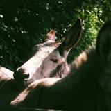 Donkey Walking