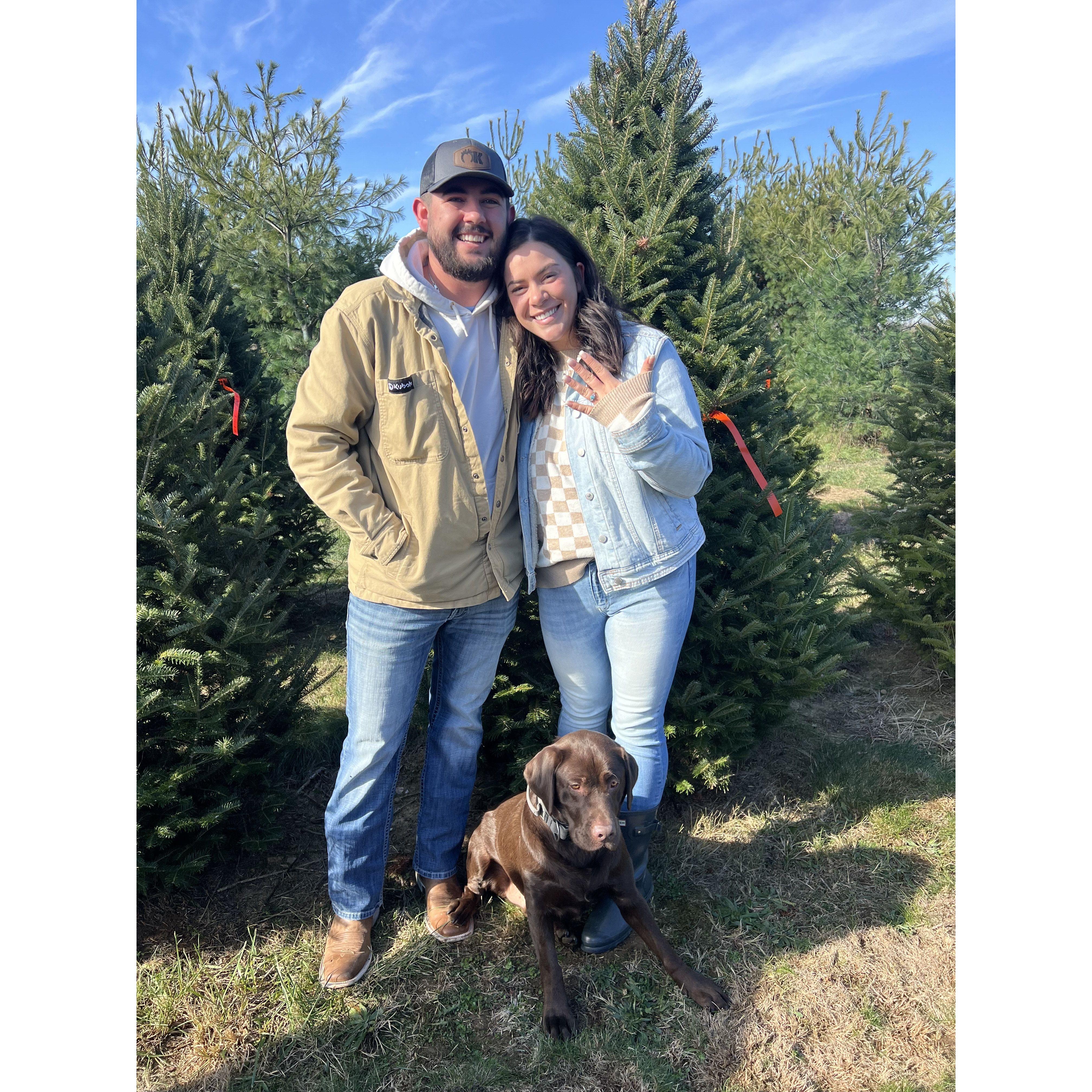 This was taken right after Clay proposed at Saum Family Christmas Tree Farm.