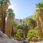 Agua Caliente Indian Canyons